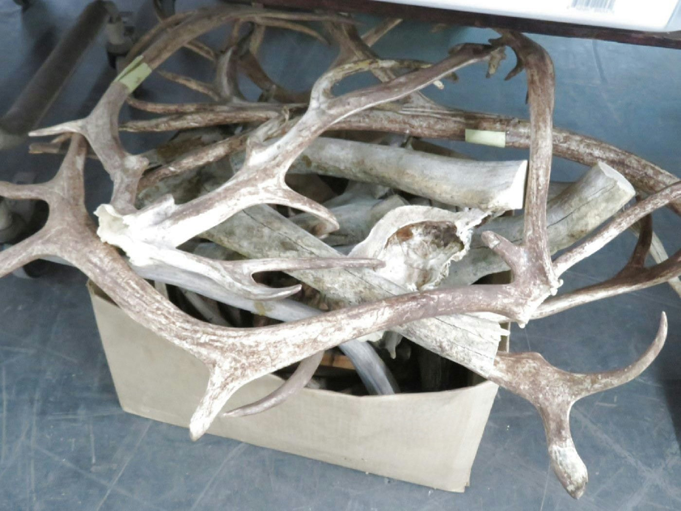 Lot of elk antlers and dear antlers can be used outside