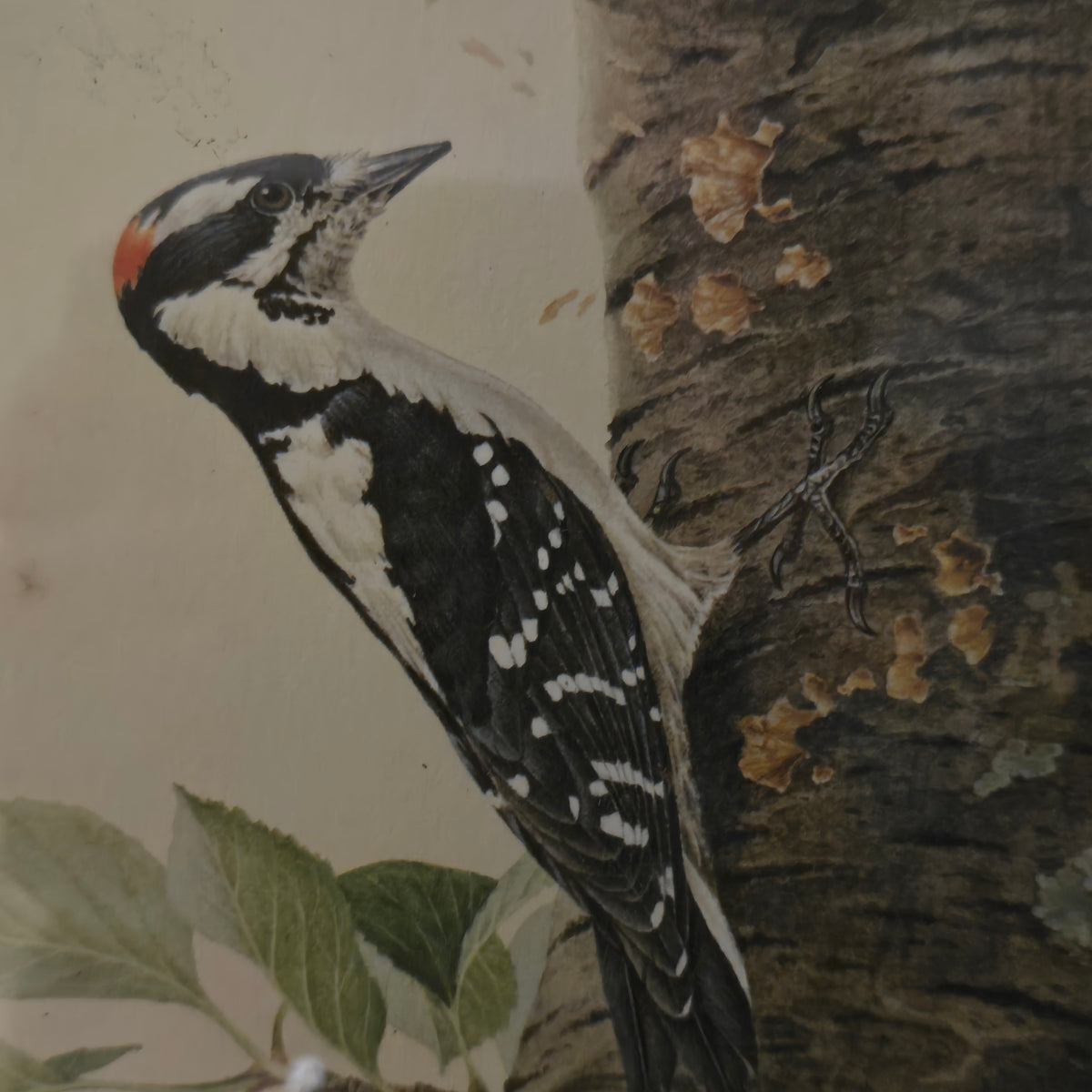 Don Whitlatch Signed Long Eared Owl Framed Print Vintage Bird Lithograph Art Plate 1 Rare