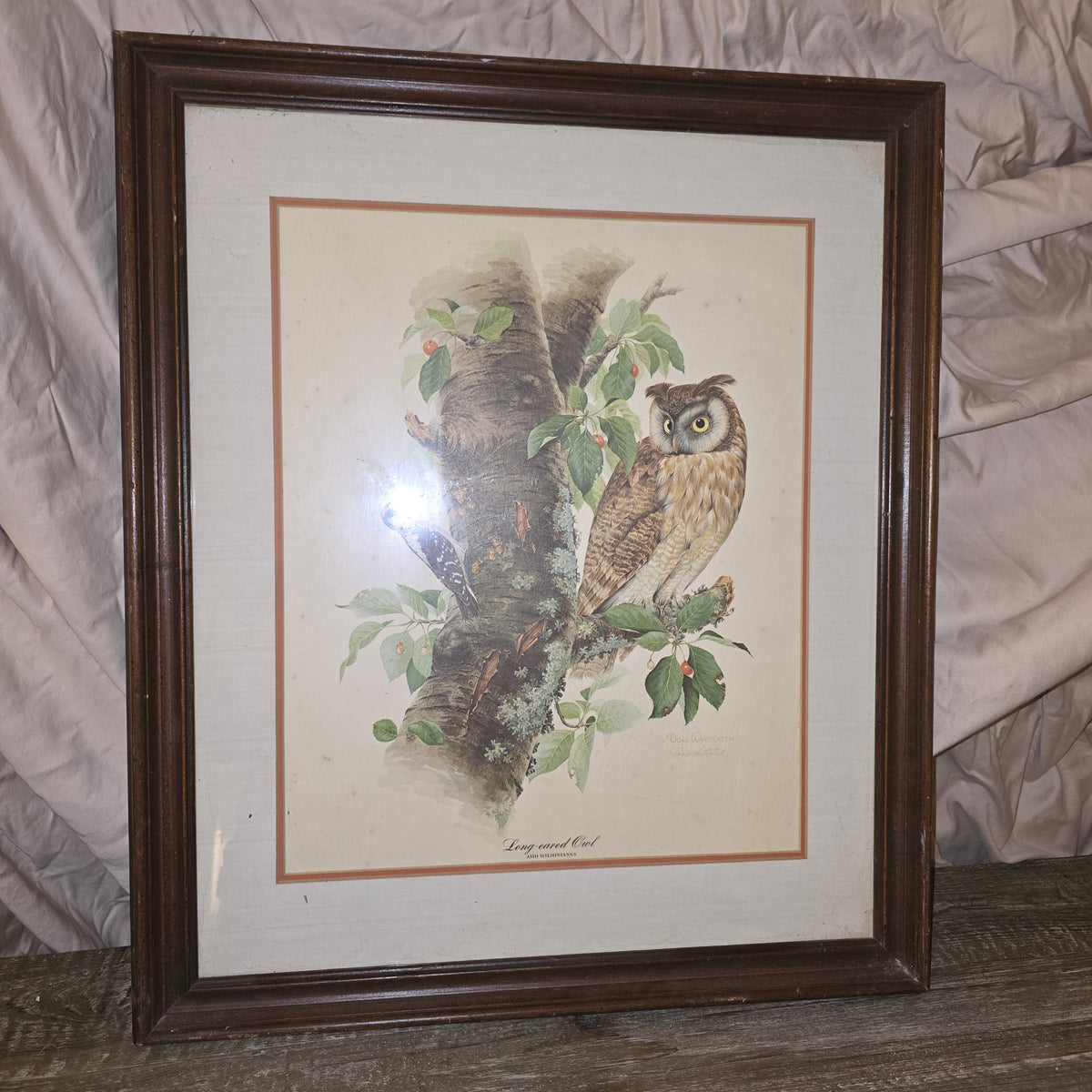 Don Whitlatch Signed Long Eared Owl Framed Print Vintage Bird Lithograph Art Plate 1 Rare