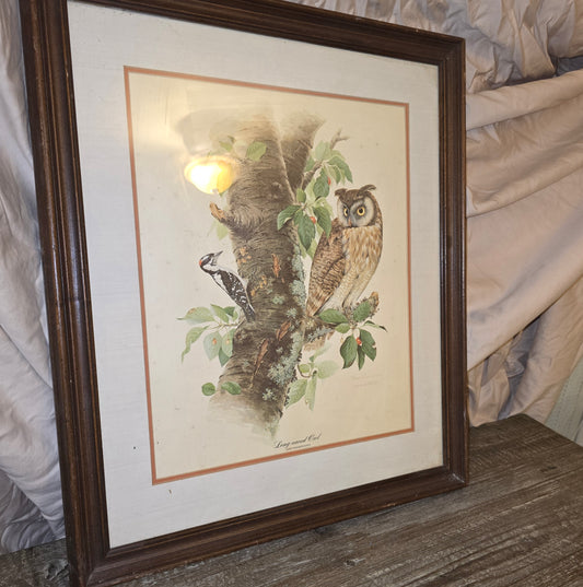 Don Whitlatch Signed Long Eared Owl Framed Print Vintage Bird Lithograph Art Plate 1 Rare