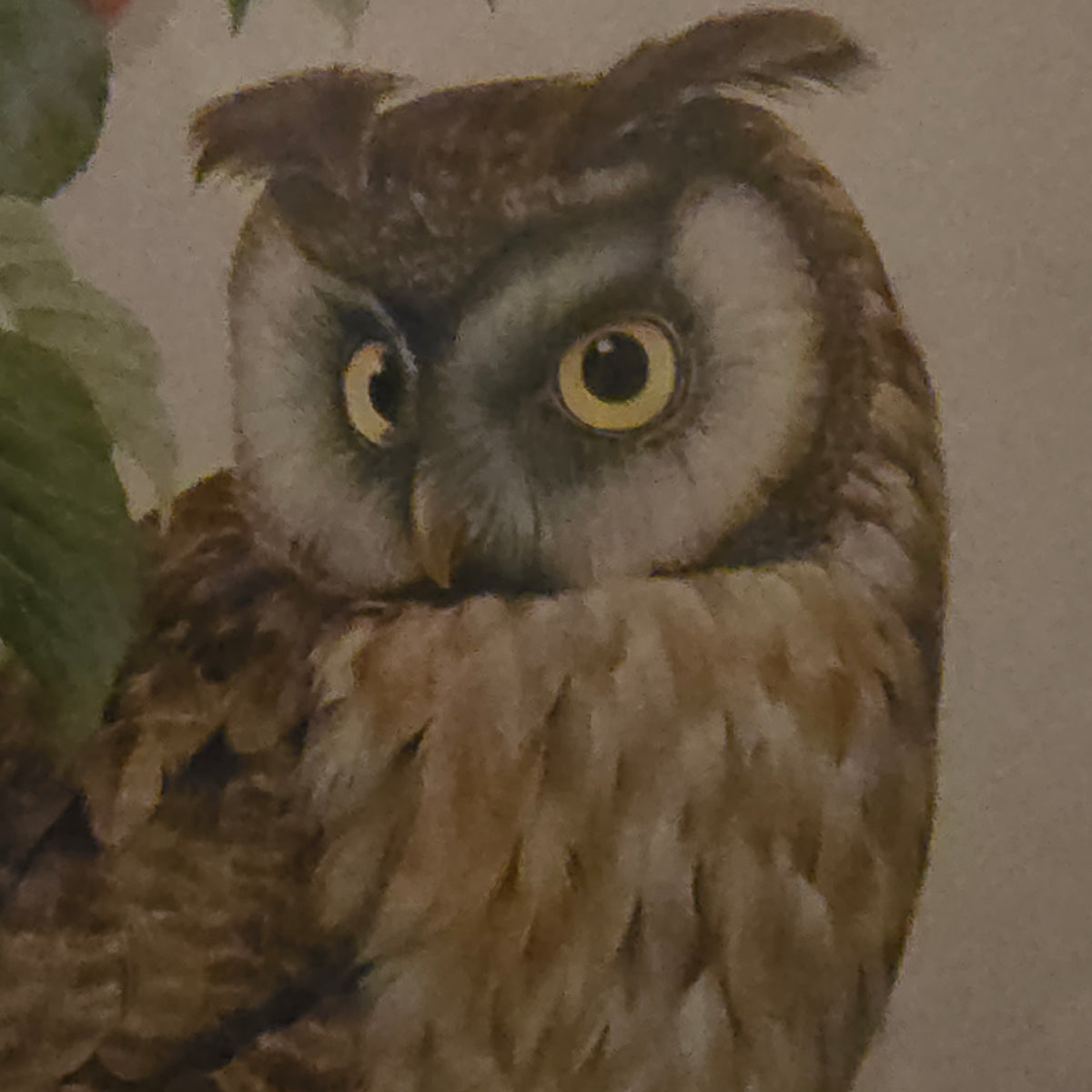 Don Whitlatch Signed Long Eared Owl Framed Print Vintage Bird Lithograph Art Plate 1 Rare